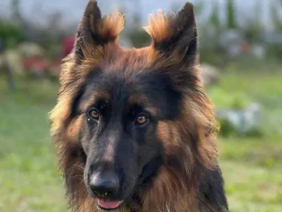 Cachorro raça Pastor Alemão idade 2 anos nome Luck