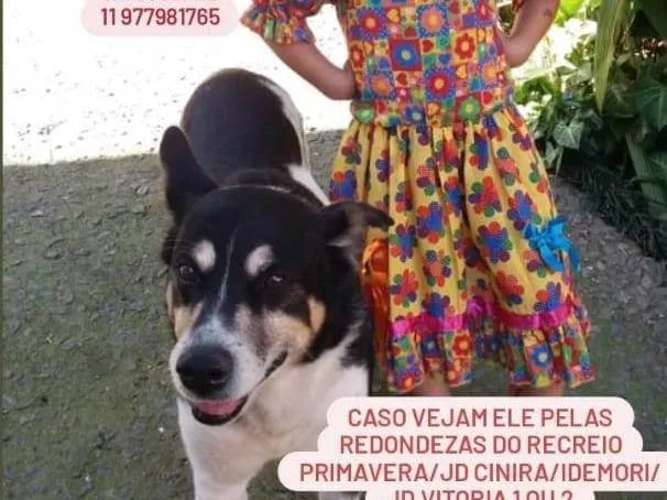 Cachorro ra a SRD-ViraLata idade 6 ou mais anos nome Bile