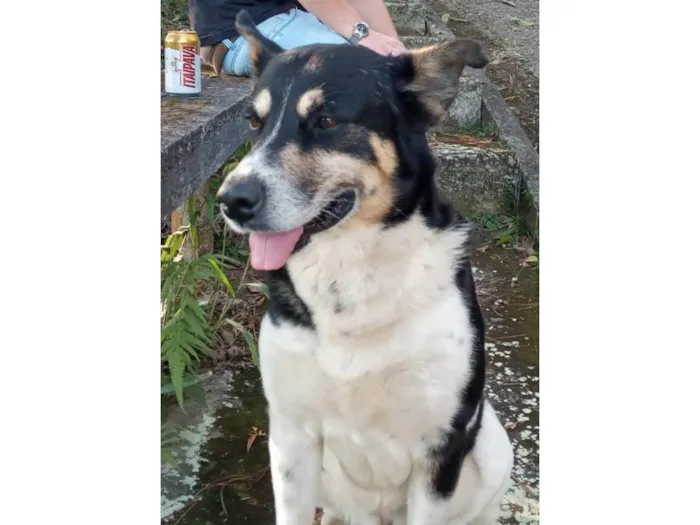 Cachorro ra a SRD-ViraLata idade 6 ou mais anos nome Bile