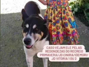 Cachorro raça SRD-ViraLata idade 6 ou mais anos nome Bile