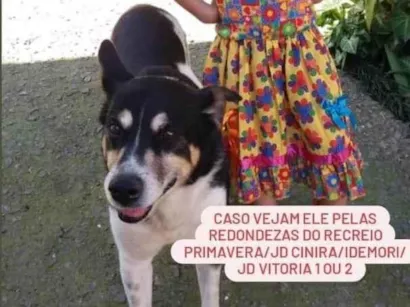 Cachorro raça SRD-ViraLata idade 6 ou mais anos nome Bile