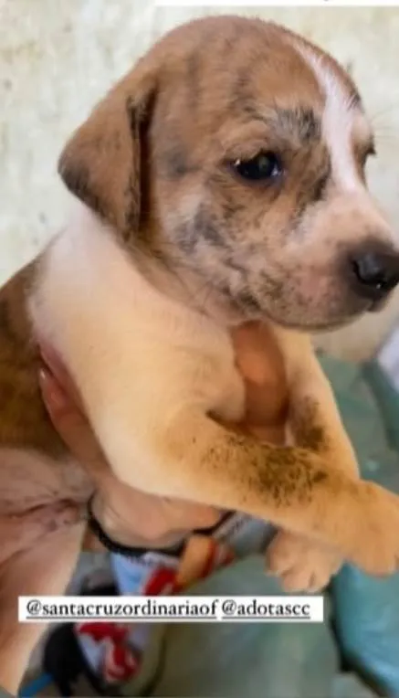 Cachorro ra a SRD-ViraLata idade Abaixo de 2 meses nome Ainda não tem 