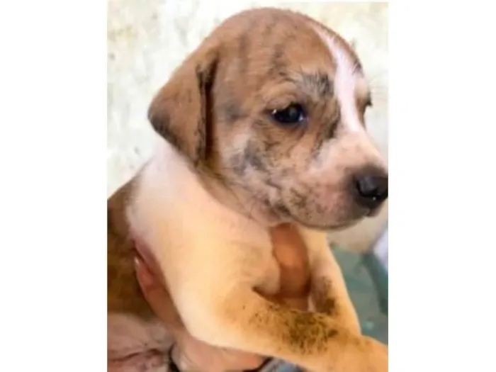 Cachorro ra a SRD-ViraLata idade Abaixo de 2 meses nome Ainda não tem 