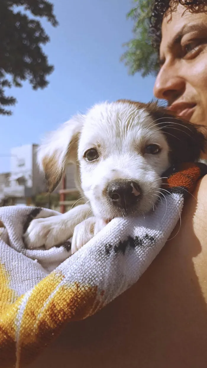 Cachorro ra a Maltês idade Abaixo de 2 meses nome Billy