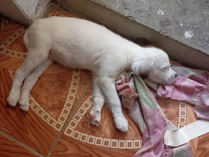 Cachorro ra a Maltês idade Abaixo de 2 meses nome Billy