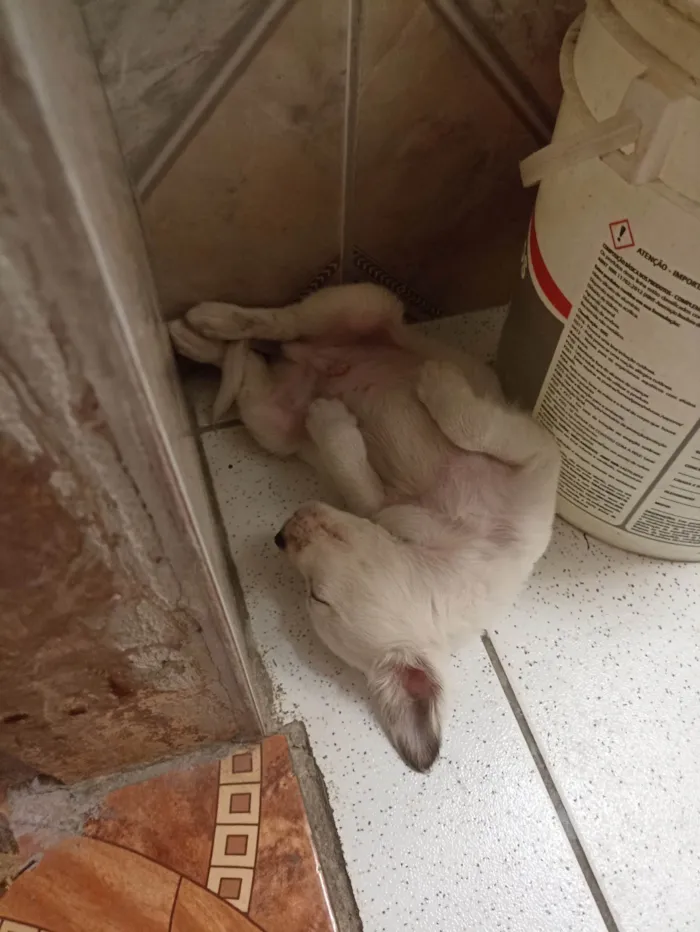 Cachorro ra a Maltês idade Abaixo de 2 meses nome Billy