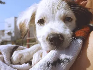 Cachorro raça Maltês idade Abaixo de 2 meses nome Billy