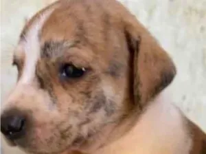 Cachorro raça SRD-ViraLata idade Abaixo de 2 meses nome Ainda não tem 