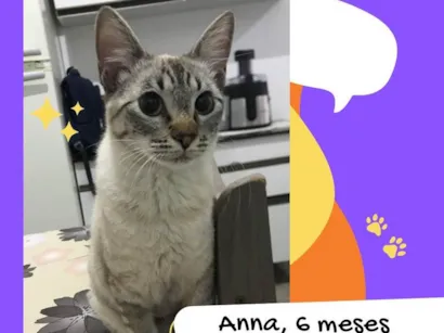 Gato raça SRD-ViraLata idade 2 a 6 meses nome Anna 