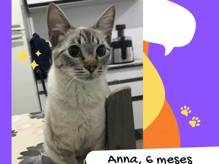 Gato ra a SRD-ViraLata idade 2 a 6 meses nome Anna 