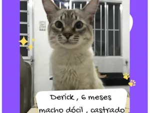 Gato raça SRD-ViraLata idade 2 a 6 meses nome Derik 