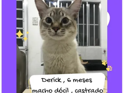 Gato raça SRD-ViraLata idade 2 a 6 meses nome Derik 