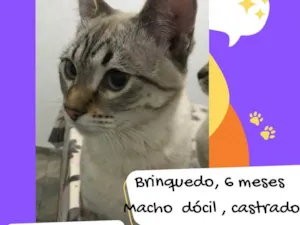 Gato raça SRD-ViraLata idade 2 a 6 meses nome Brinquedo 