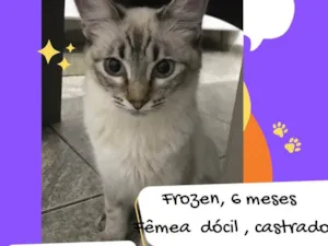 Gato raça SRD-ViraLata idade 2 a 6 meses nome Frozen 