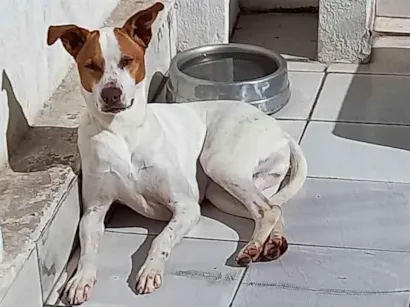 Cachorro raça SRD-ViraLata idade 6 ou mais anos nome Jack