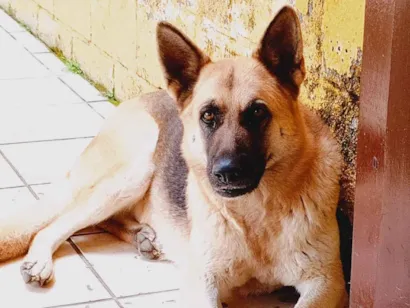 Cachorro raça Pastor Alemão idade 4 anos nome Pandora 