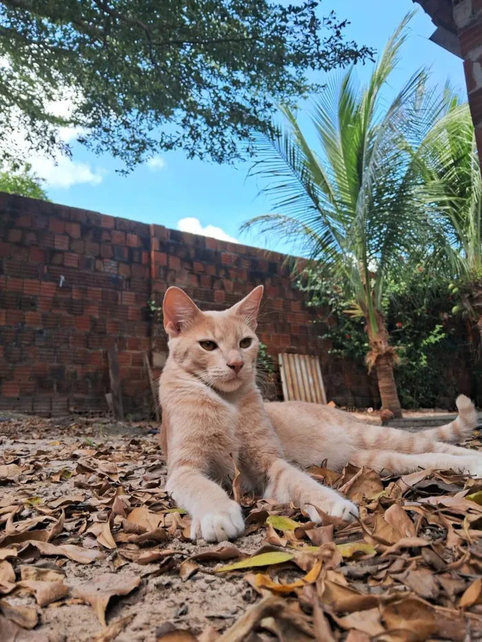 Gato ra a SRD-ViraLata idade 7 a 11 meses nome Nino