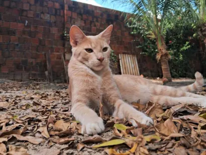 Gato raça SRD-ViraLata idade 7 a 11 meses nome Nino