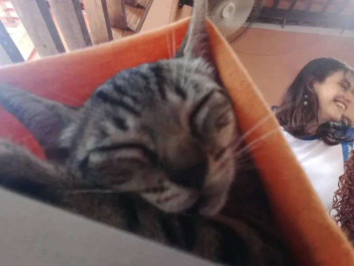 Gato ra a SRD-ViraLata idade 2 a 6 meses nome Não tem nome 