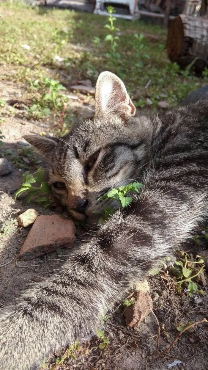 Gato ra a SRD-ViraLata idade 2 a 6 meses nome Daniella Salamao