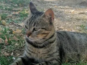 Gato raça SRD-ViraLata idade 2 a 6 meses nome Daniella Salamao