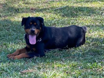 Cachorro raça Rottweiler idade 2 a 6 meses nome Princesa 