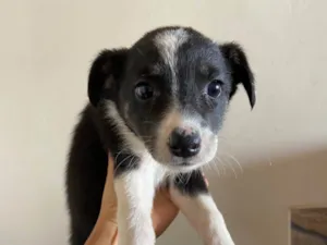 Cachorro raça SRD-ViraLata idade Abaixo de 2 meses nome Não tem nome