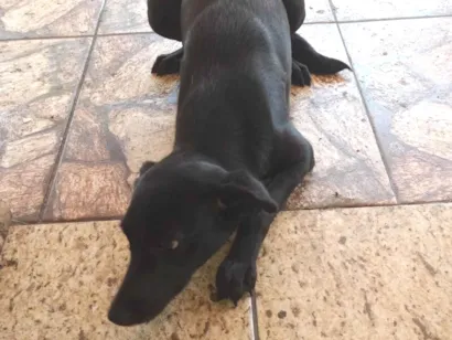 Cachorro raça SRD-ViraLata idade 7 a 11 meses nome Lili