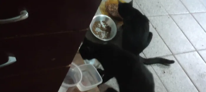 Gato ra a Persa idade 1 ano nome Missinho,Tedesco, Polaquinho, Negão, Vela branca, 2 Gêmeas, Pretinha, Princesinha, Carvãozinho, Chinela, Tinoco, Tunico, Nenenzinha, Maezinha