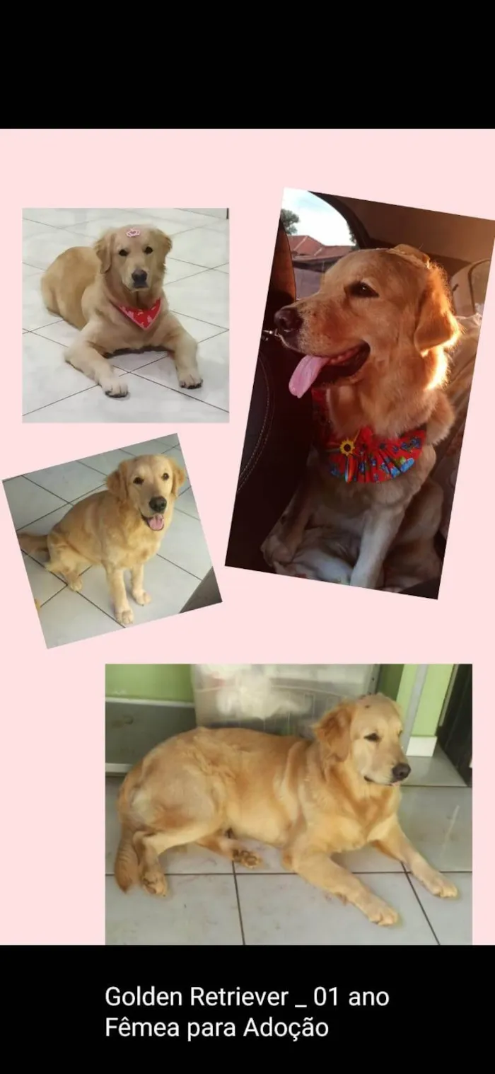 Cachorro ra a Labrador idade 1 ano nome Lana