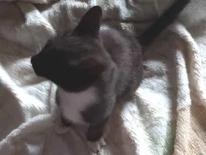 Gato raça Persa idade 1 ano nome Missinho,Tedesco, Polaquinho, Negão, Vela branca, 2 Gêmeas, Pretinha, Princesinha, Carvãozinho, Chinela, Tinoco, Tunico, Nenenzinha, Maezinha