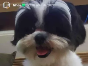 Cachorro raça Shitzu idade 3 anos nome VAQUINHA