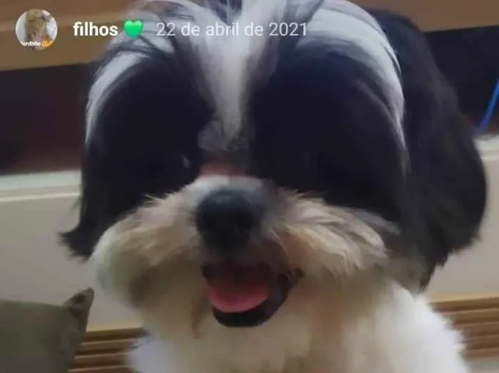 Cachorro ra a Shitzu idade 3 anos nome VAQUINHA