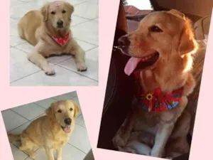 Cachorro raça Labrador idade 1 ano nome Lana