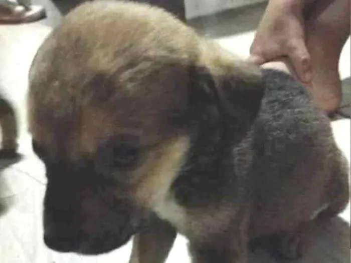 Cachorro ra a SRD-ViraLata idade 2 a 6 meses nome Não tem nome 