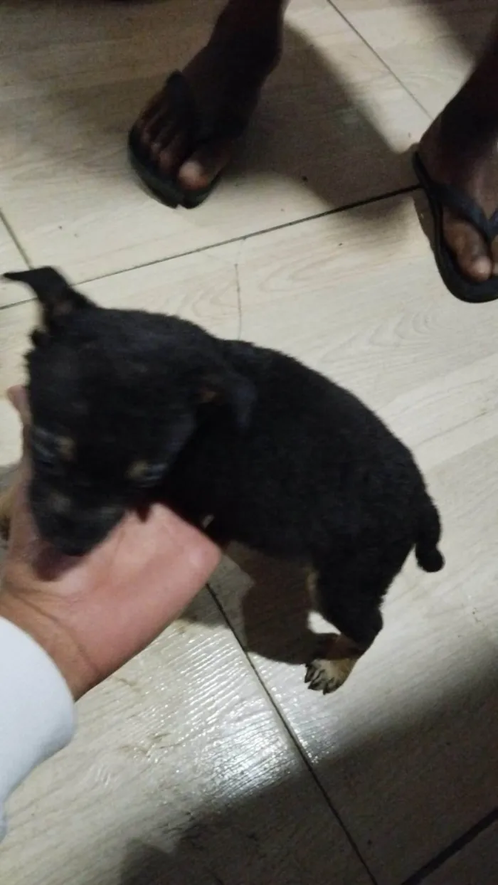 Cachorro ra a SRD-ViraLata idade 2 a 6 meses nome Não tem nome 