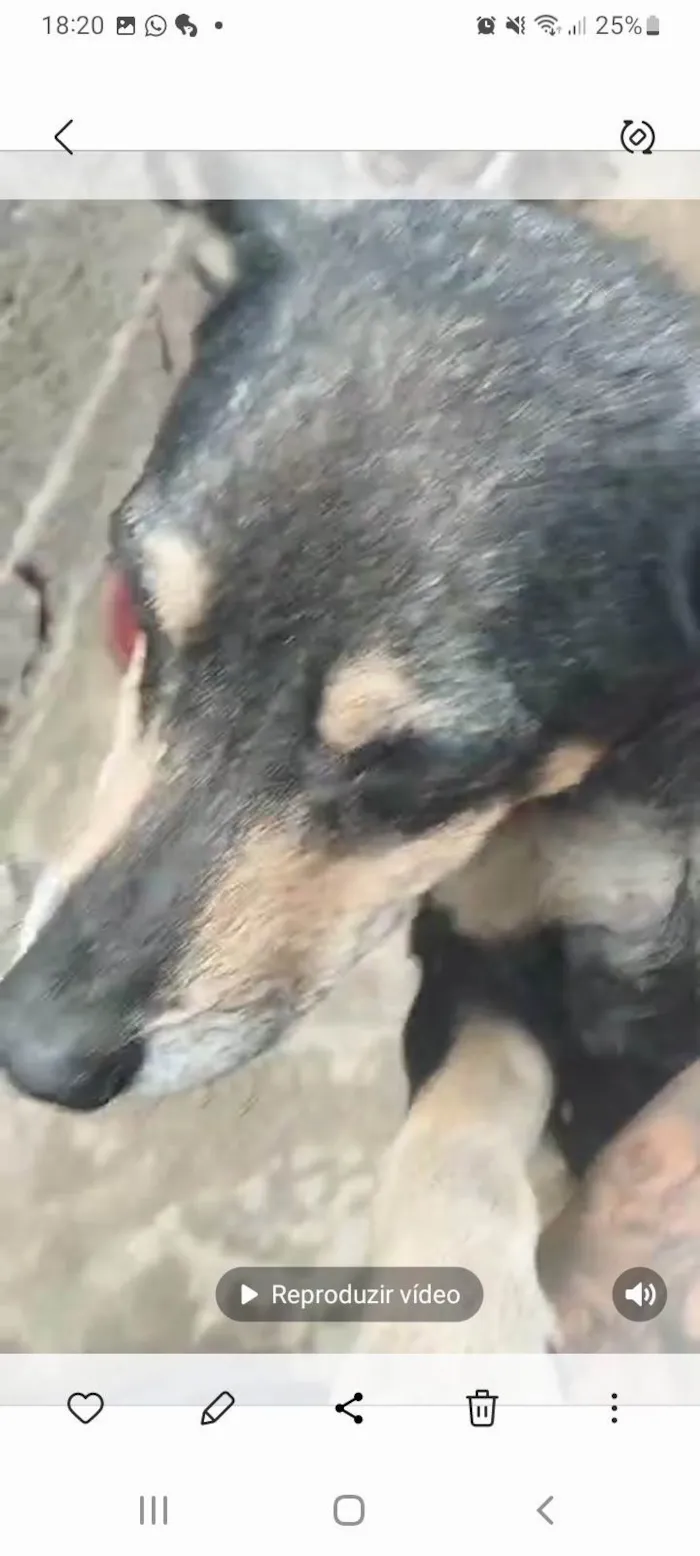 Cachorro ra a SRD-ViraLata idade 2 a 6 meses nome Não tem nome 