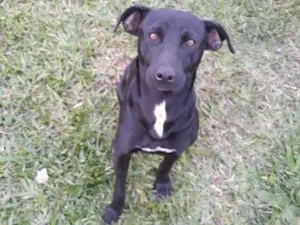 Cachorro raça SRD-ViraLata idade 2 anos nome Negão 