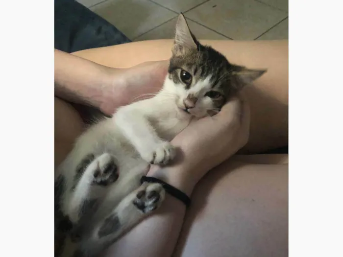 Gato ra a SRD-ViraLata idade 7 a 11 meses nome Kiki