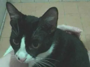 Gato raça SRD-ViraLata idade 1 ano nome Coquinha