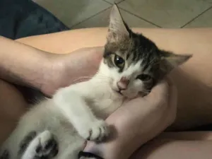 Gato raça SRD-ViraLata idade 7 a 11 meses nome Kiki