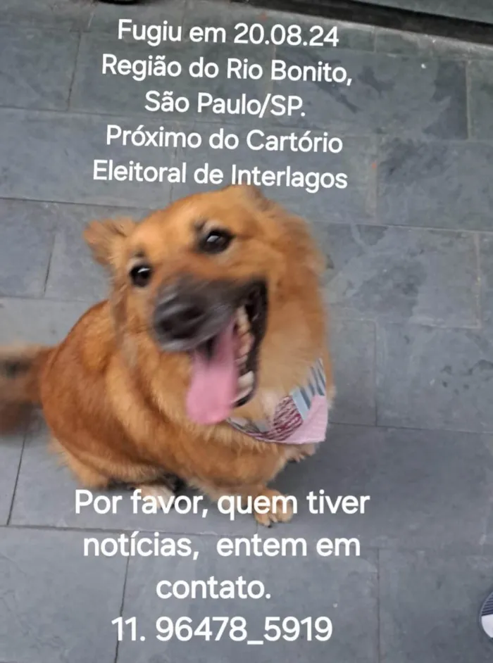 Cachorro ra a SRD-ViraLata idade 4 anos nome HELÔ 