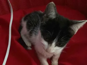 Gato raça SRD-ViraLata idade Abaixo de 2 meses nome sem nome