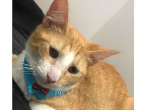 Gato raça SRD-ViraLata idade 7 a 11 meses nome Léo 