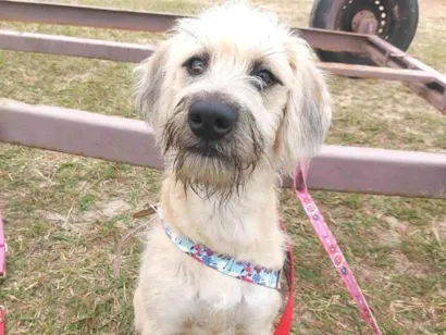 Cachorro raça SRD-ViraLata idade 7 a 11 meses nome Brisa