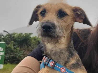 Cachorro raça SRD-ViraLata idade 7 a 11 meses nome Frida