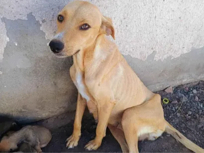 Cachorro raça SRD-ViraLata idade 1 ano nome Nega