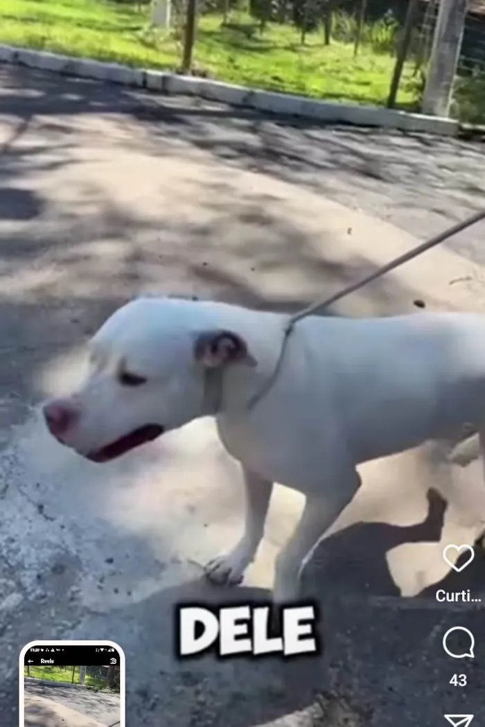 Cachorro ra a Pit-Bull idade 2 anos nome Roco