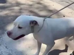 Cachorro raça Pit-Bull idade 2 anos nome Roco