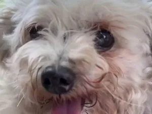 Cachorro raça Poodle idade 2 anos nome Pingo